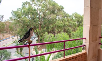 Apartment - Resale - Guardamar del Segura -
                Center