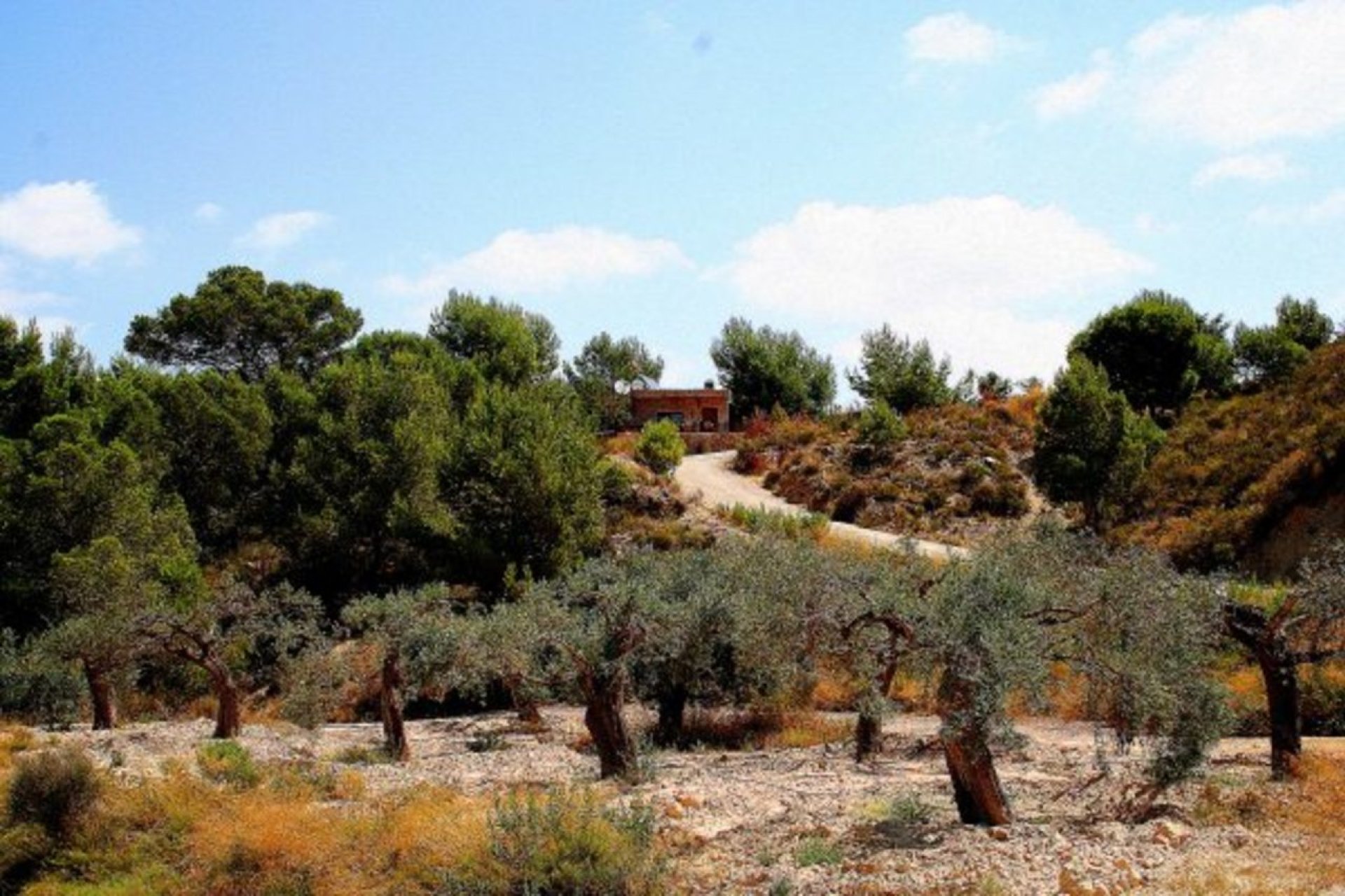 Bestaande bouw - Finca -
Gea Y Truyols