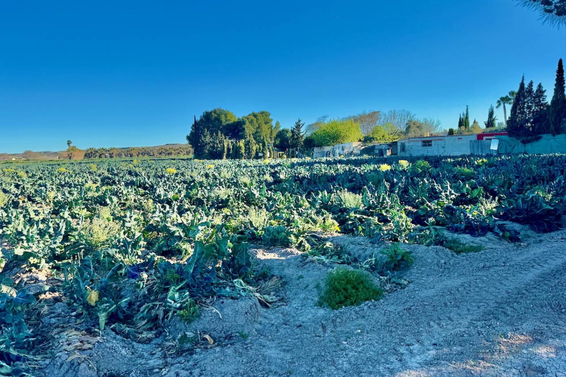 Bestaande bouw - Finca -
Guardamar del Segura