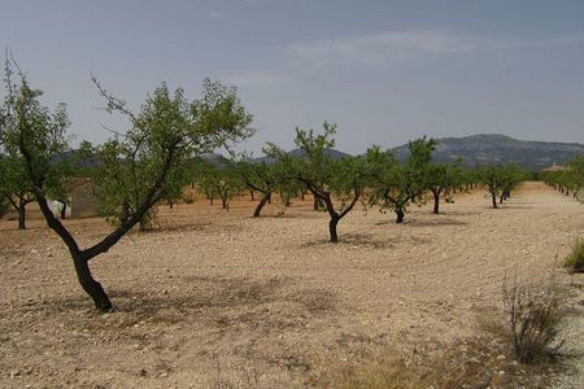 Bestaande bouw - Perceel -
Murcia