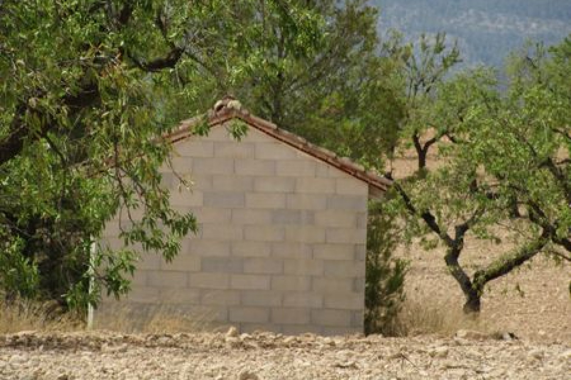 Bestaande bouw - Perceel -
Murcia