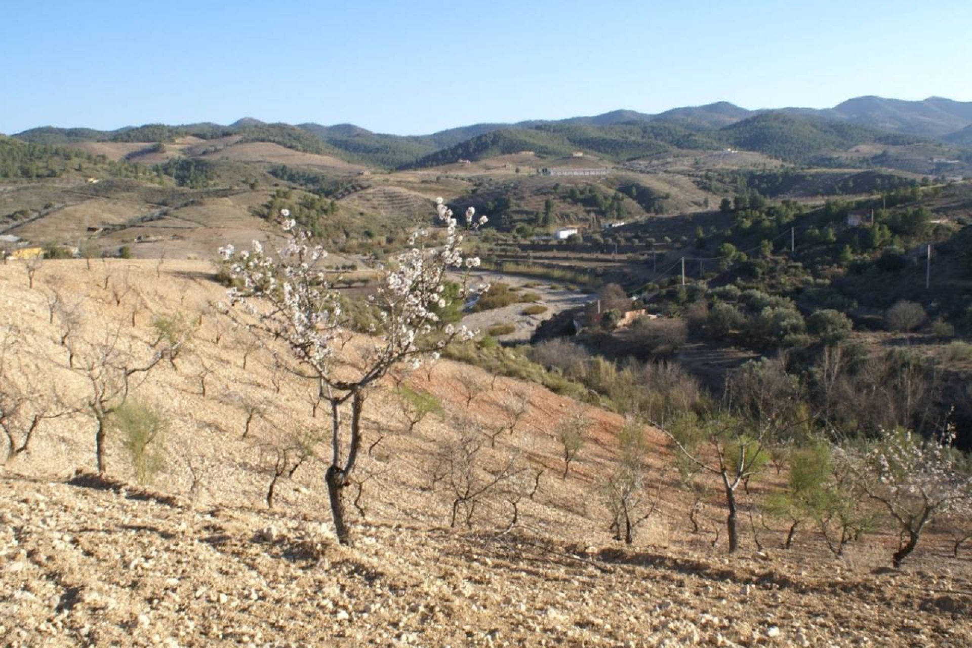 Bestaande bouw - Perceel -
Murcia