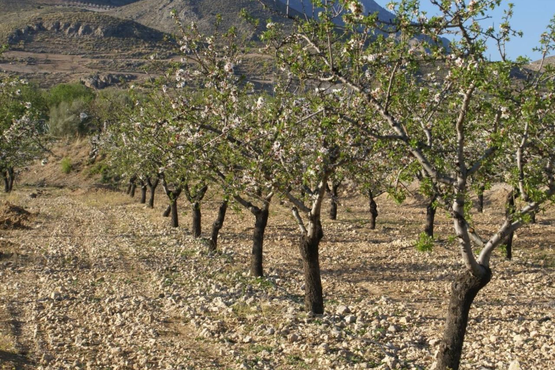 Bestaande bouw - Perceel -
Murcia