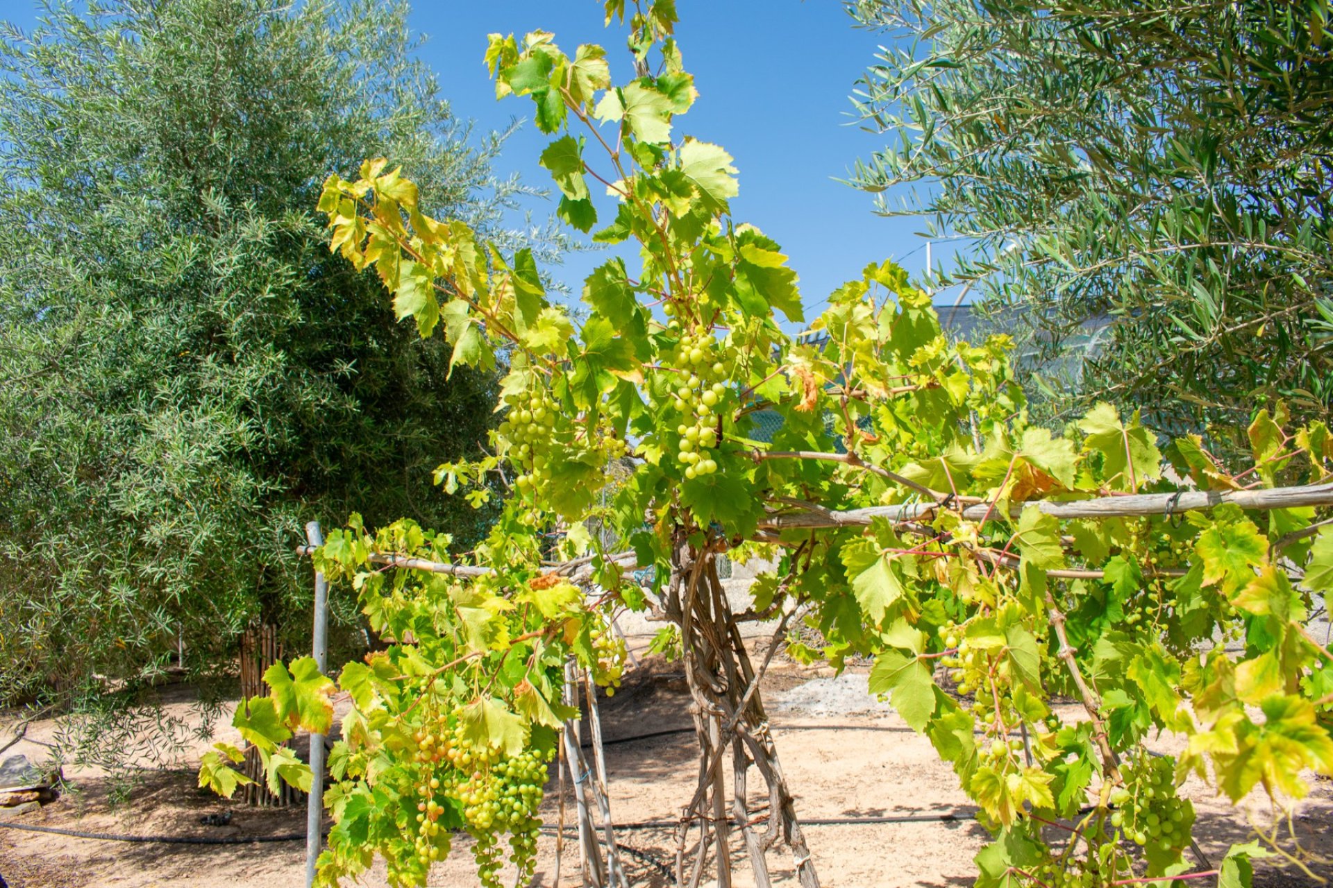 Bestaande bouw - Villa -
Orihuela Costa - Mil Palmeras