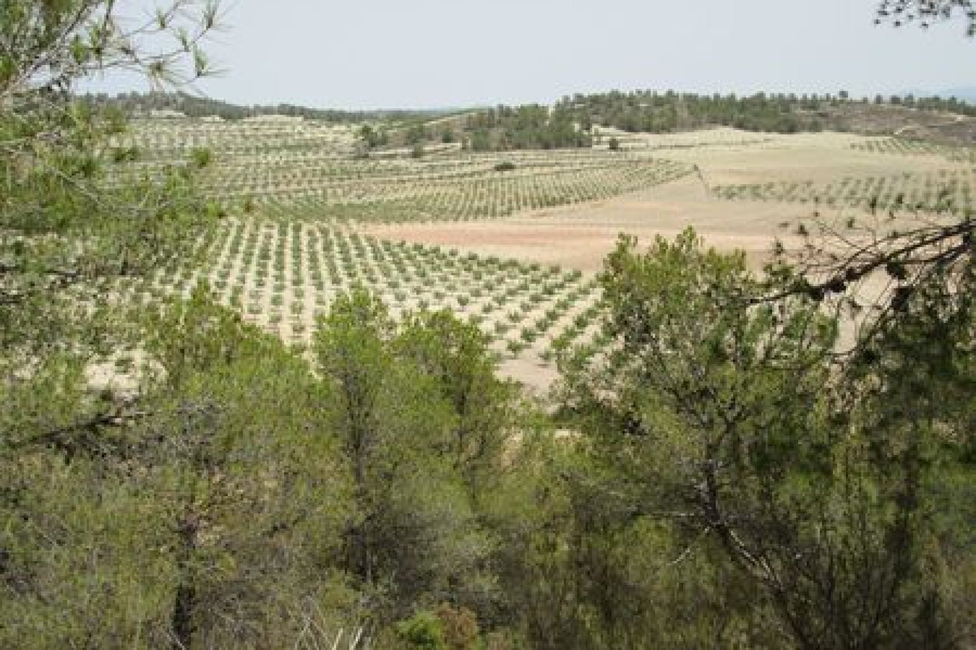 Bouwgrond 55.000 m² Murcia met uitzicht Espuña Nationaal Park