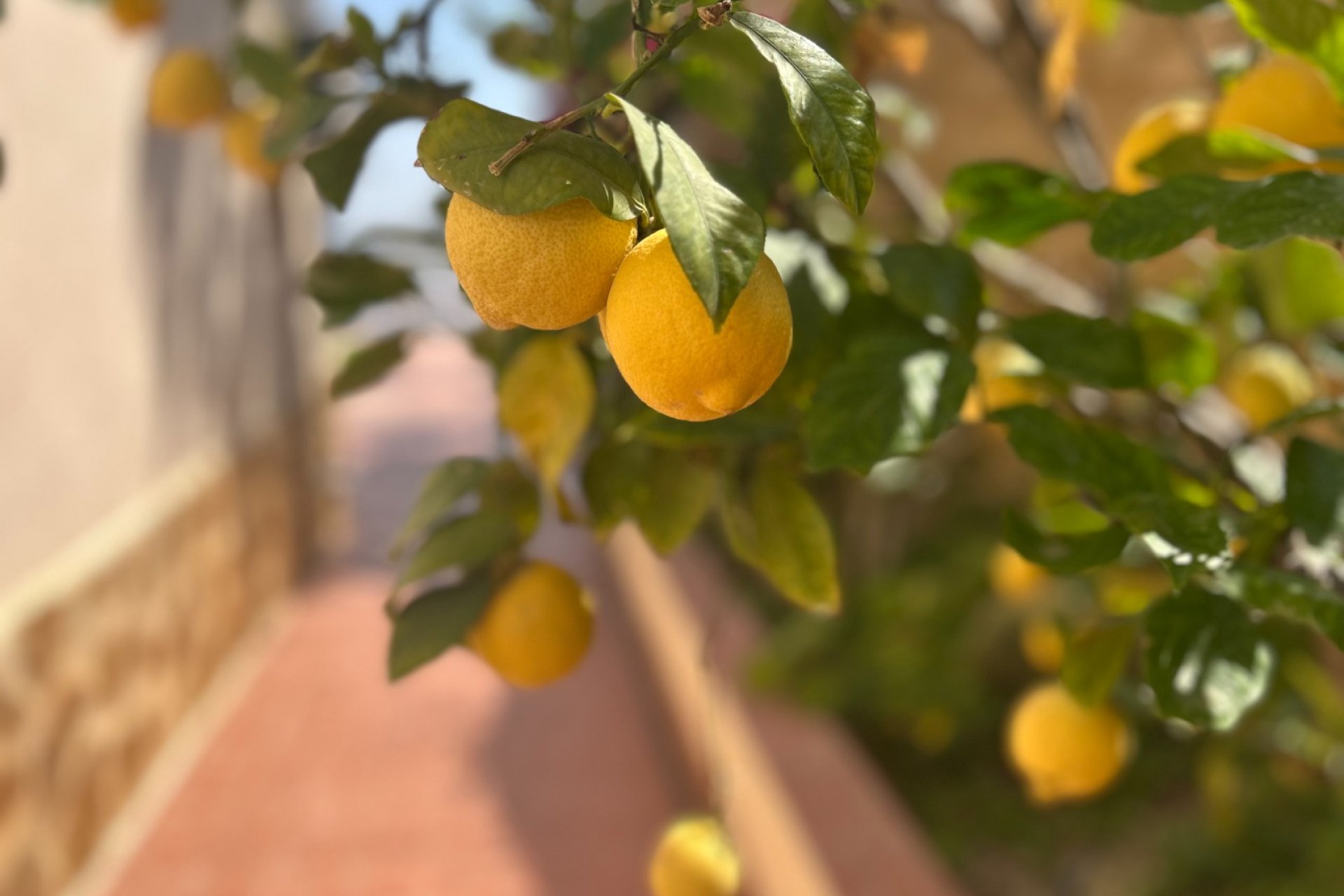  ﻿Villa in Algorfa met privézwembad, 3 slaapkamers en ruime tuin