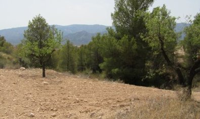 Land - Resale - Murcia -
                Murcia