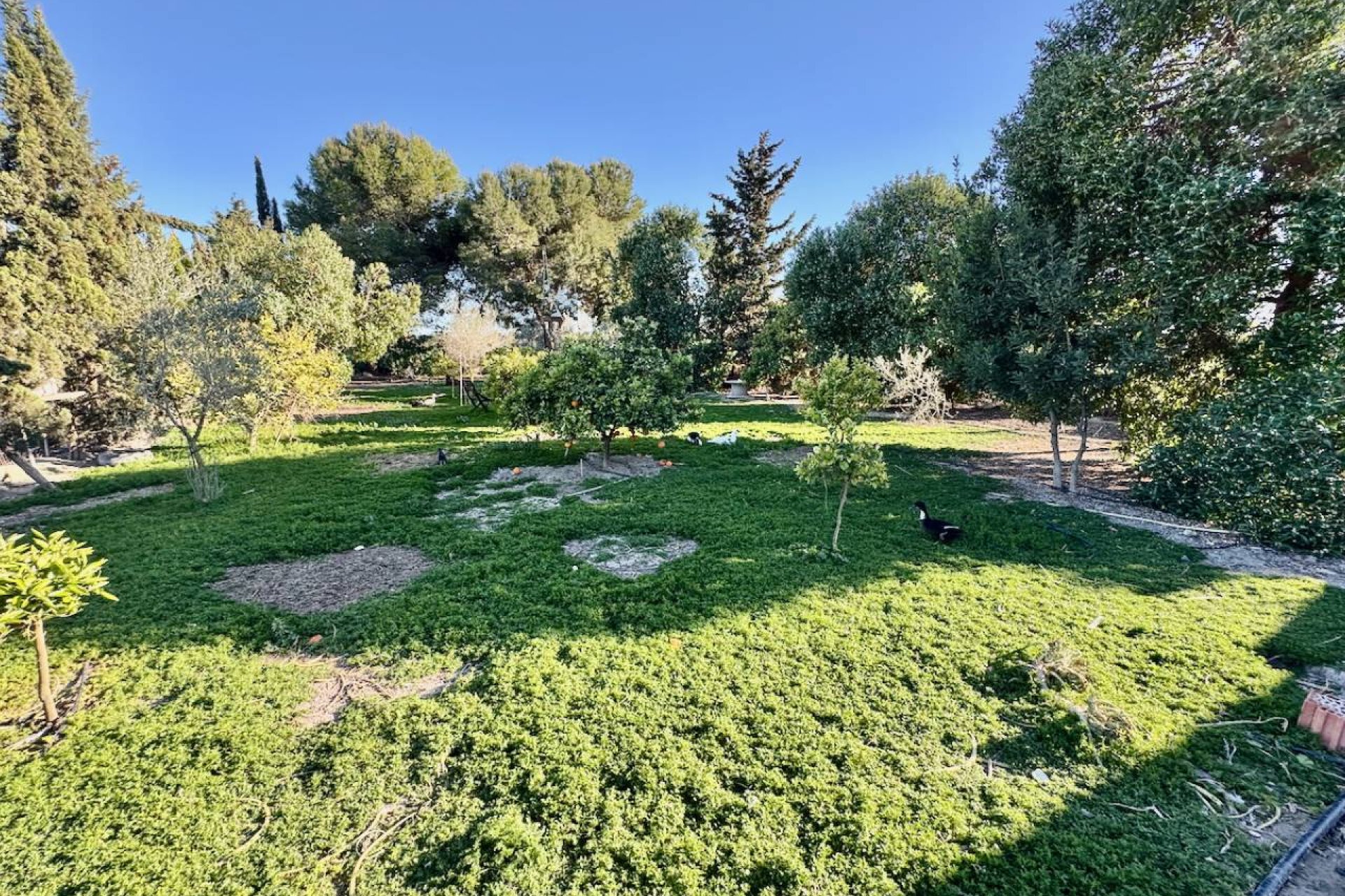 Resale - Finca -
Guardamar del Segura