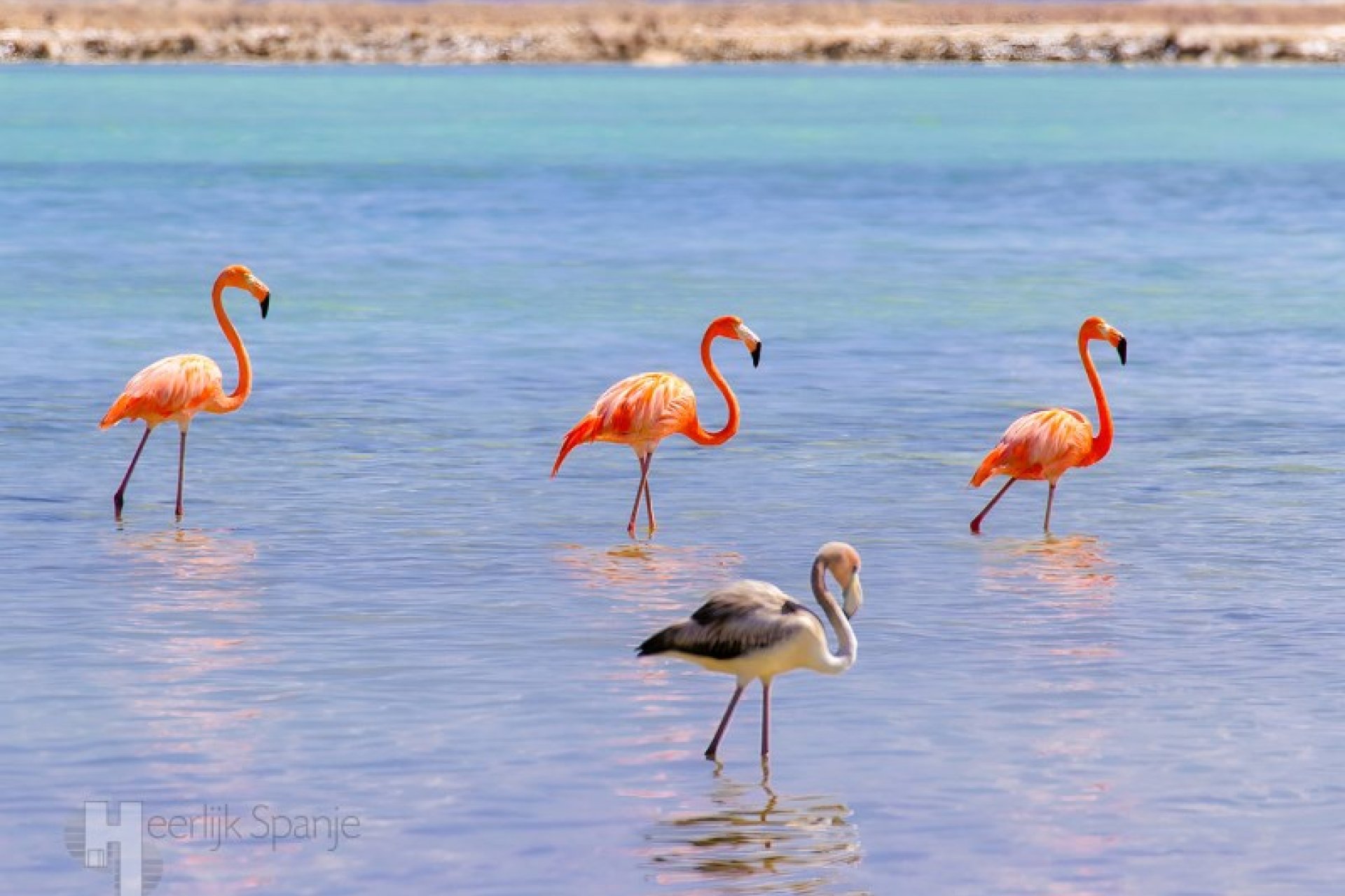 Reventa - Ático -
San Pedro del Pinatar - Lo Pagan