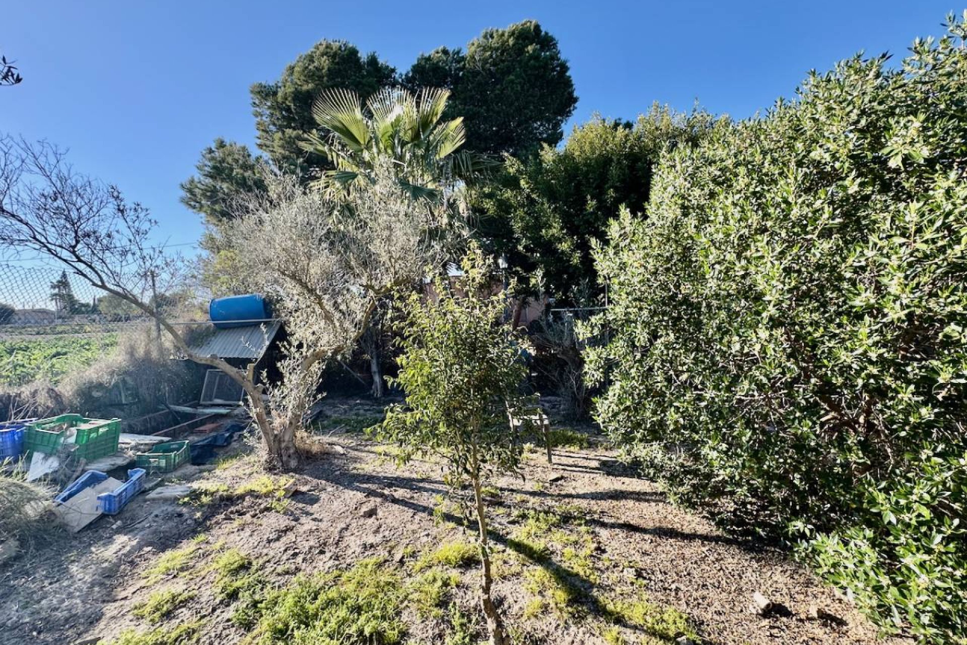 Reventa - Finca -
Guardamar del Segura