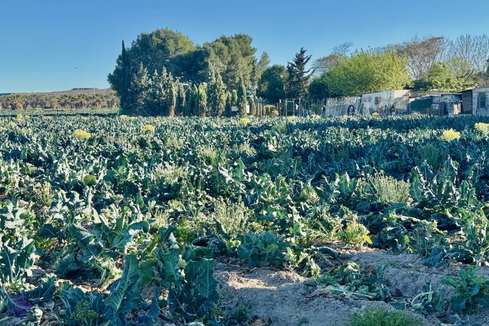 Reventa - Finca -
Guardamar del Segura