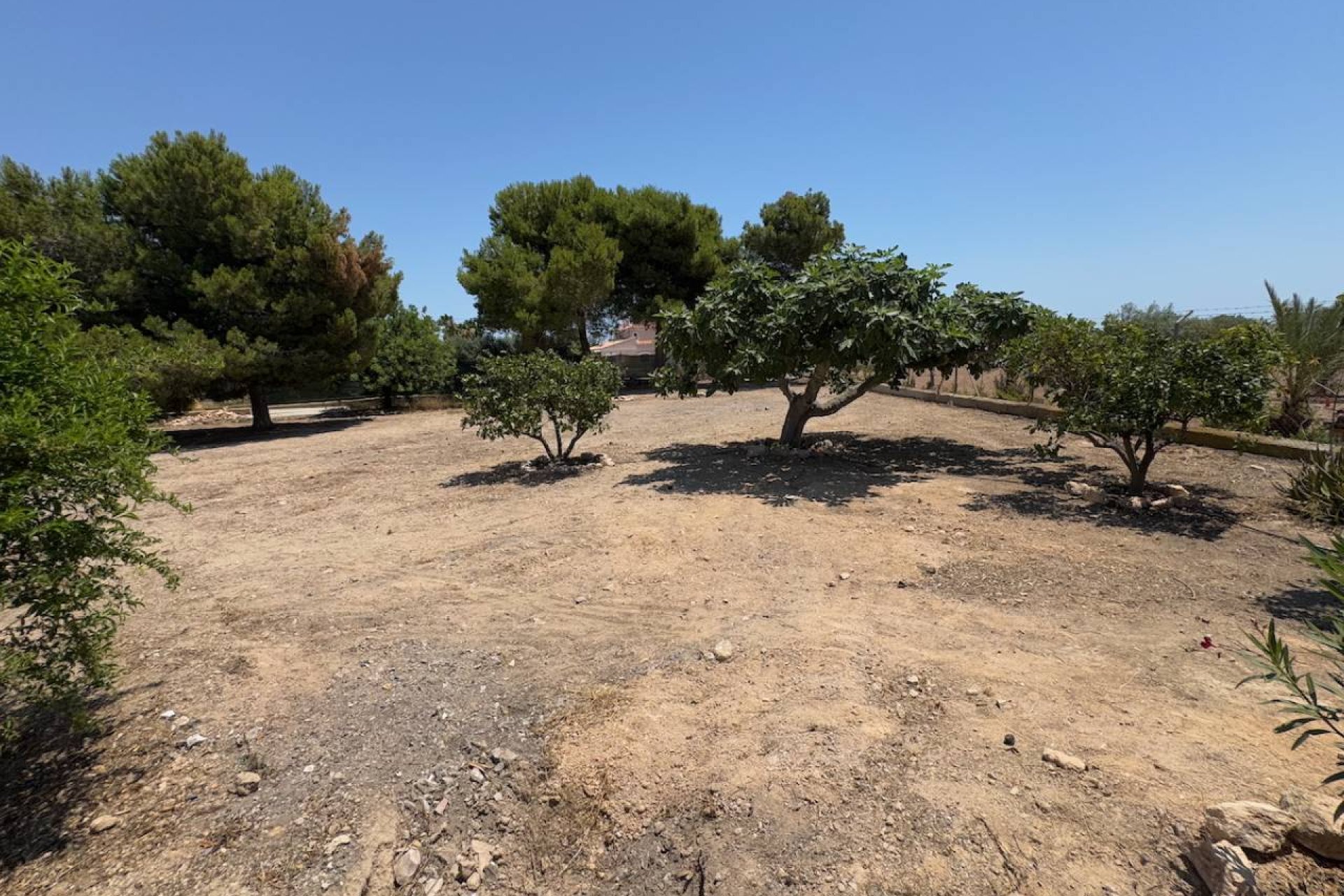 Reventa - Finca -
Torrellano