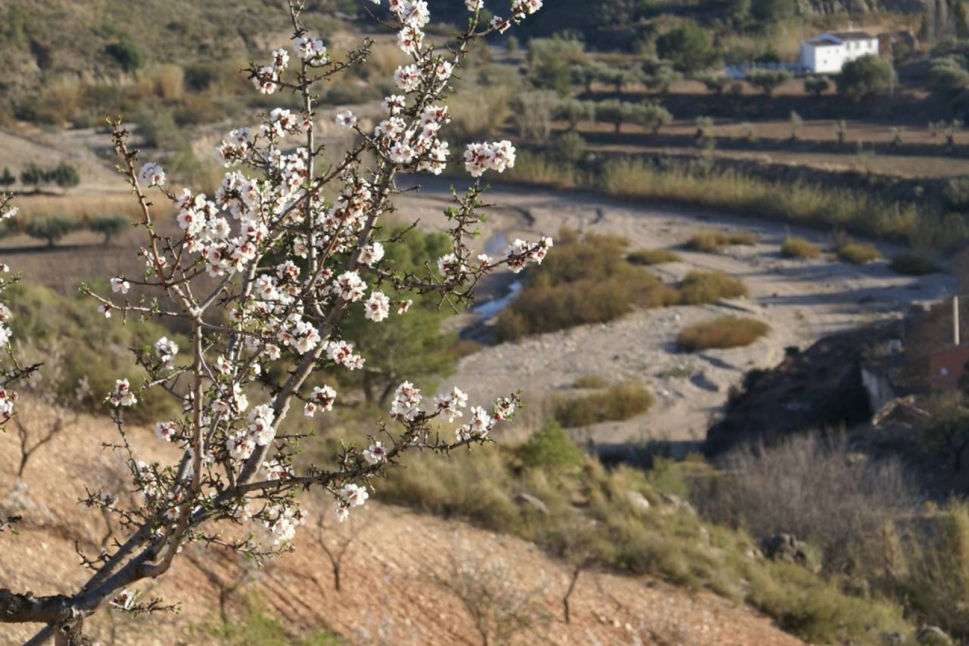 Reventa - Parcela -
Murcia