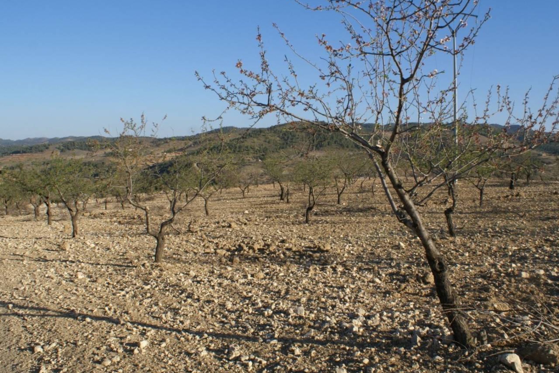 Reventa - Parcela -
Murcia