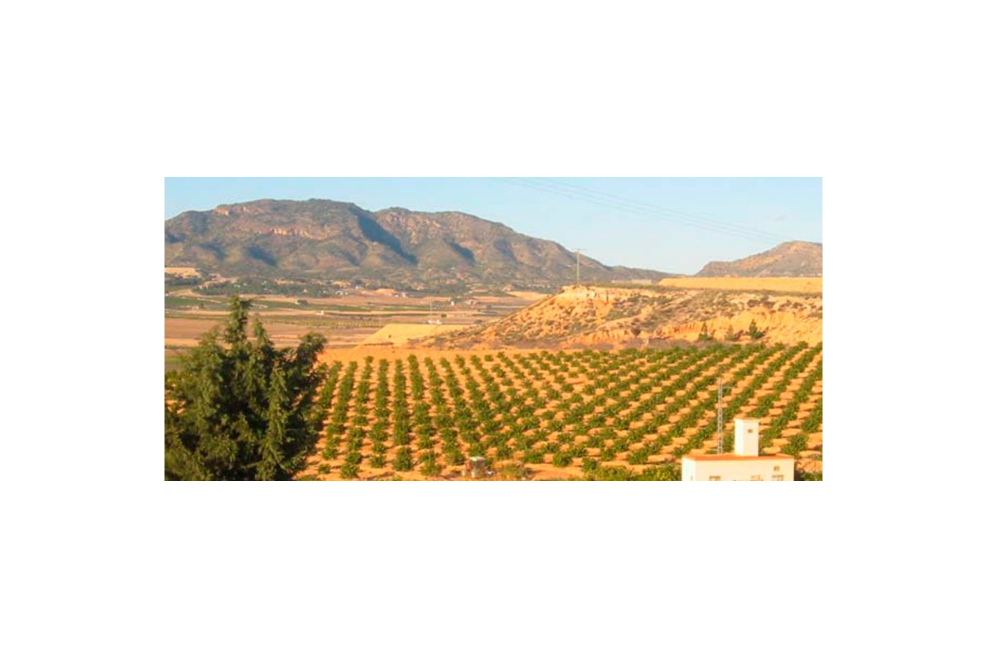 Unique plot with a windmill near the Torre-Pacheco golf course, 19,000 m²