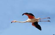 Flamingo's Torrevieja La Mata
