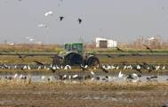 Birdwatching in Albufera Valencia