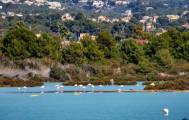 Flamingos and salt lakes Calpe