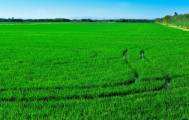 Rice fields Albufera Valencia