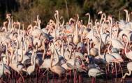 Flamingos in Albufera