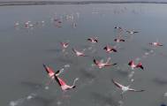 Flamingo's Torrevieja La Mata