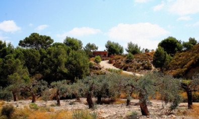 Reventa - Finca -
Gea Y Truyols