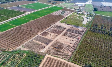 Resale - Finca -
Crevillente