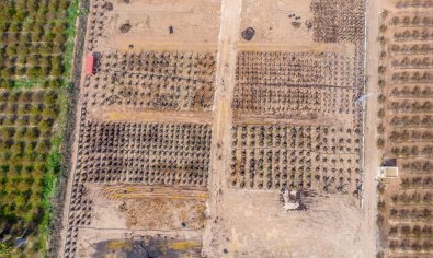 Resale - Finca -
Crevillente