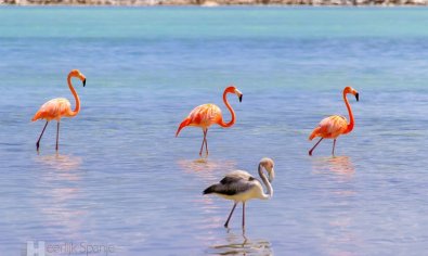 Instapklaar appartement met dakterras en 2 slaapkamers nabij strand Lo Pagán