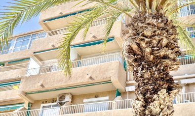 Bestaande bouw - Appartement -
Guardamar del Segura - Guardamar Del Segura