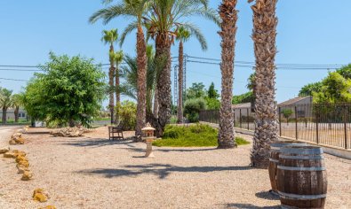 Resale - Finca -
Catral