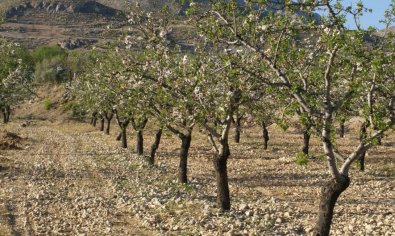 Bestaande bouw - Perceel -
Murcia
