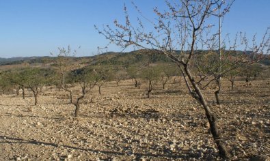 Bestaande bouw - Perceel -
Murcia