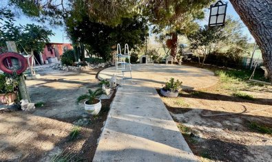 Reventa - Finca -
Guardamar del Segura