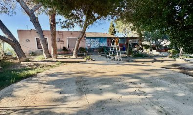 Reventa - Finca -
Guardamar del Segura
