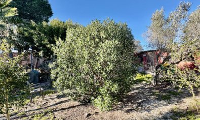 Reventa - Finca -
Guardamar del Segura