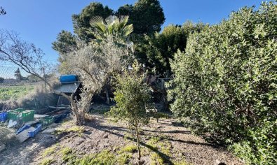 Reventa - Finca -
Guardamar del Segura