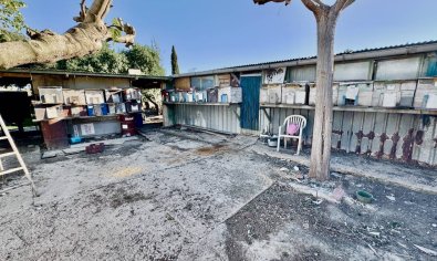 Reventa - Finca -
Guardamar del Segura