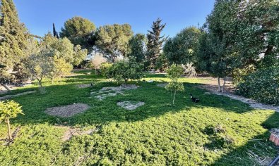Reventa - Finca -
Guardamar del Segura