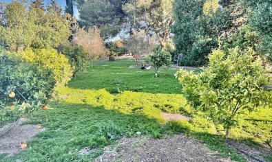 Reventa - Finca -
Guardamar del Segura