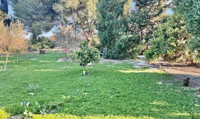 Reventa - Finca -
Guardamar del Segura