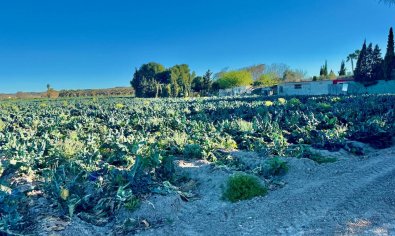 Reventa - Finca -
Guardamar del Segura