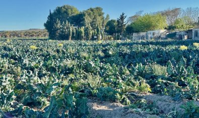 Reventa - Finca -
Guardamar del Segura