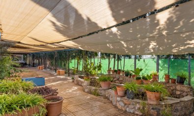Reventa - Finca -
Catral