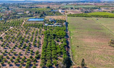 Reventa - Finca -
Los Montesinos