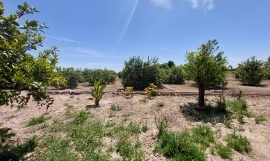 Resale - Country Property/Finca -
San Miguel de Salinas