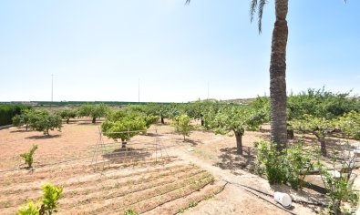 Bestaande bouw - Country House -
Elche - Sierra