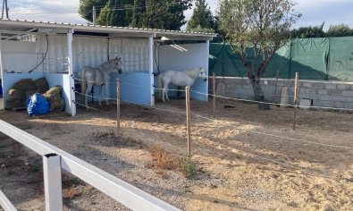 Bestaande bouw - Finca -
Crevillente