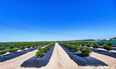 Bestaande bouw - Finca -
San Miguel de Salinas