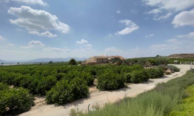 Bestaande bouw - Finca -
Orihuela